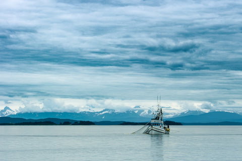 Alaskan salmon roe harvesting seasons by species